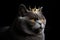 Beautiful British Shorthair Cat In Gold Crown On Matte Black Background. Generative AI
