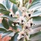 Beautiful broad bean flowers in bloom