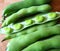 Beautiful broad beans