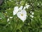Beautiful Broadleaf Arrowhead flower