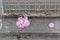 Beautiful broken sakura flowers on street ground at rusty metal fence, destroyed tree branch