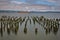 Beautiful broken symmetry of mossy pilings with ship in background