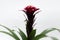 Beautiful bromelia flower with green leaves on white background. Studio photo.