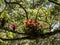 The Beautiful bromeliad calyxes on a large tree. Colombia