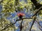 The Beautiful bromeliad calyxes on a large tree. Colombia