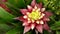 Beautiful Bromeliad flower