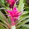 Beautiful Bromeliad flower in the garden