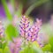 Beautiful Bromeliad flower in the garden