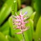 Beautiful Bromeliad flower in the garden