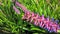 Beautiful Bromeliads flowers