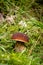 Beautiful bronze bolete is hiding under turf grass in the middle of a forest meadow in the Jizera Mountains on the border with
