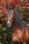 Beautiful brown andalusian stallion in front of red blossoms