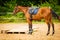 Beautiful brown arabian breed horse with saddle