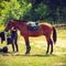 Beautiful brown arabian breed horse with saddle