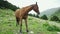 Beautiful brown arabian horse grazing on high mountain