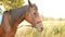 Beautiful brown Arabian horse standing in meadow and looking in camera.