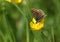 A beautiful Brown Argus Butterfly, Aricia agestis, nectaring on a Buttercup flower in a meadow in springtime.