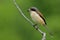 Beautiful brown back to grey head bird perching on wood stick over blur green background in nature, Burmese Shrike