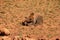 A beautiful brown bear Ursus arctos   feeding