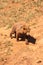 A beautiful brown bear Ursus arctos running