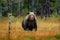 Beautiful brown bear walking around lake with fall colours. Dangerous animal in nature wood, meadow habitat. Wildlife habitat from
