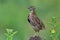 beautiful brown bird with black stripe proudly standing on dirt hill among plants and flowers in meadow, rain quail