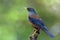 Beautiful brown bird with black wings and silver head bird perch