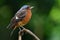 beautiful brown bird with blue head perching on tree branch, Male of White-throated rock thrush Monticola gularis