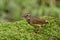 Beautiful brown bird with colorrul blue orange and dark shads on