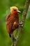 Beautiful brown bird form tropic mountain forest. Chestnut-coloured Woodpecker, Celeus castaneus, brawn bird with red face from Co