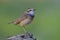 beautiful brown bird has orange and blue shade on its chest with light blue feathers on its chin expose over dirt top over fine