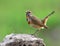 Beautiful brown bird with orange and blue marking on chest stand