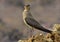 Beautiful brown bird, Oriental pratincole (Glareola maldivarum