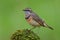 Beautiful brown bird perching on mossy spot in meadown field over bright green background showing its colorful feathers on