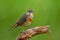 Beautiful brown bird with vivid blue and orange feathers on its