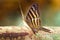 Beautiful brown butterfly, resting on a tree, found in the cloud forests of Peru.