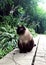 The beautiful brown cat, Siamese, sitting in the garden