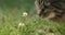 Beautiful brown cat sniffing a lucky four leaf clover