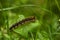 A beautiful brown caterpillar sitting on a green grass.