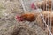 Beautiful brown chicken looks for food in the earth