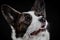 Beautiful brown corgi dog closeup emotional portrait