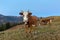 Beautiful brown cow grazing on the hill at sunrise in Carpathian mountains