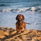 Beautiful brown dachshund dog digging on a sunny beach