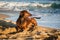 Beautiful brown dachshund dog digging on a sunny beach