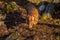 Beautiful brown dachshund walking in the forest. Colorful autumn landscape.