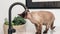 Beautiful brown Devon Rex cat Blu Point type drinking tap water in the kitchen