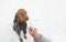 Beautiful brown dog breed of magyar vizsla in clothes and on a leash and hand of a woman playing with a pet on the background of