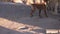 Beautiful brown dog chained outside in the yard.