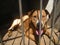 Beautiful brown dog lying down in a cage of a dog shelter