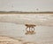 Beautiful brown dog playing on the beach, german short haired pointer